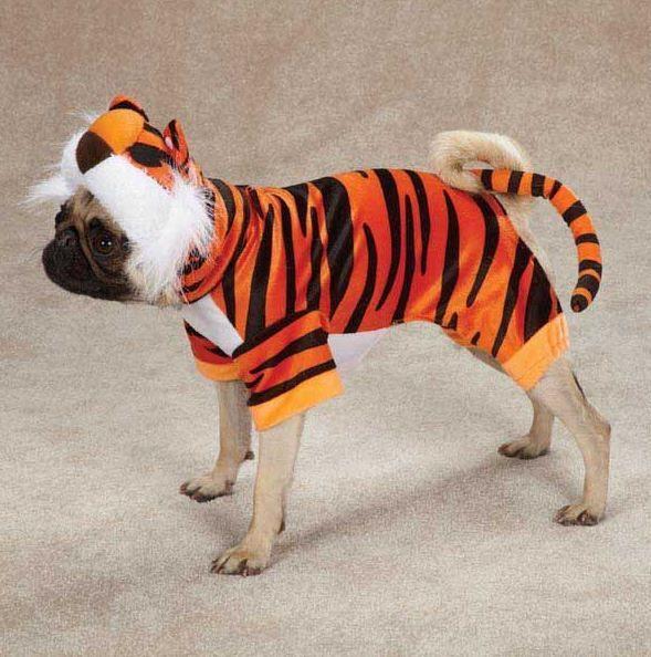 highfieldsband's tweet photo. Calling all small/medium-sized dog-owners. Here is our rather serious advice for #Halloween. Potential merch anyone? http://t.co/GHDxvK0xYU
