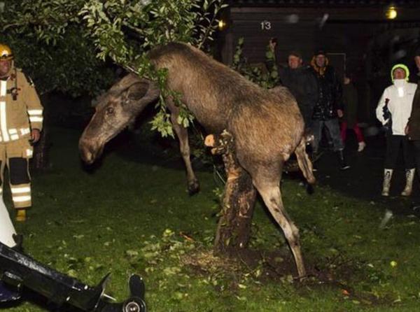 critic_tv_'s tweet photo. @TheTodayShow @karlstefanovic moose??? #drunkmoose stuck in the tree when I think of Moose's. I see the likeness now! http://t.co/BvzlbYsabH
