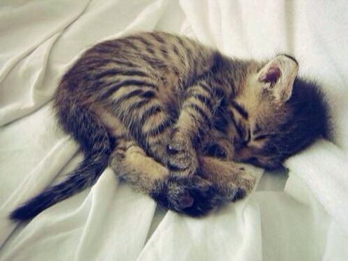 Elverojaguar's tweet photo. https://t.co/eb8iqn8LPM
