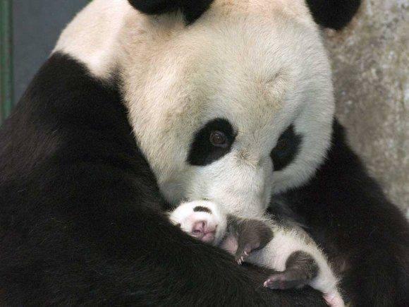 iammadu06's tweet image. Baby Panda With Mama
#MothersLove
#SavePandas