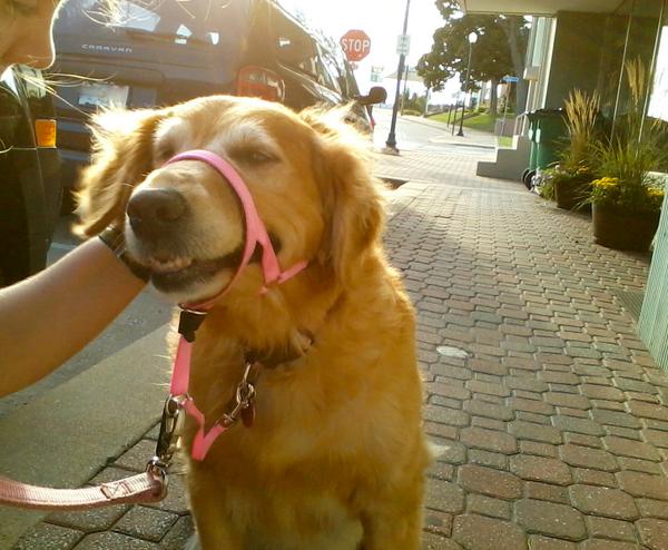 WenniesWay's tweet photo. Oh yeah. That's the spot. Finally have one of my peeps trained to be a perfect ear scratcher. #dogs #perfect http://t.co/SBBoa2OInJ