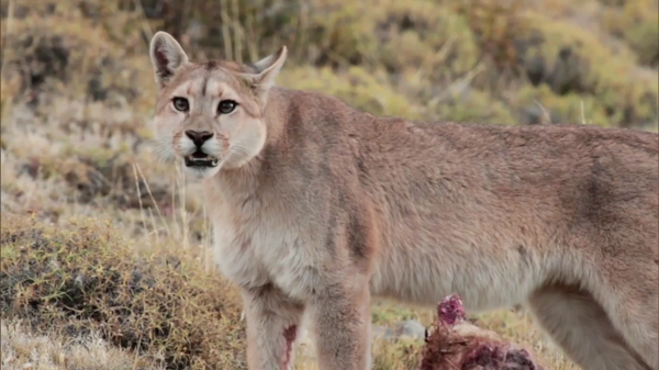 ¿Te acuerdas cuando encontramos al puma? Recordemos este momento de #LaOdisea tvn.cl/programas/laod…