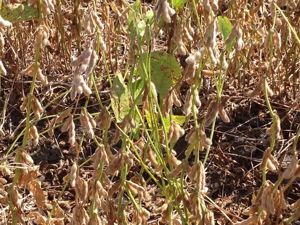 Tom Allen (@baldpathologist) on Twitter photo Rated soybean foliar fungicide trials for green stem today. Big differences between products. <a href="/TrentIrby/">Trent Irby</a> #mscrops Rated soybean foliar fungicide trials for green stem today. Big differences between products. <a href="/TrentIrby/">Trent Irby</a> #mscrops