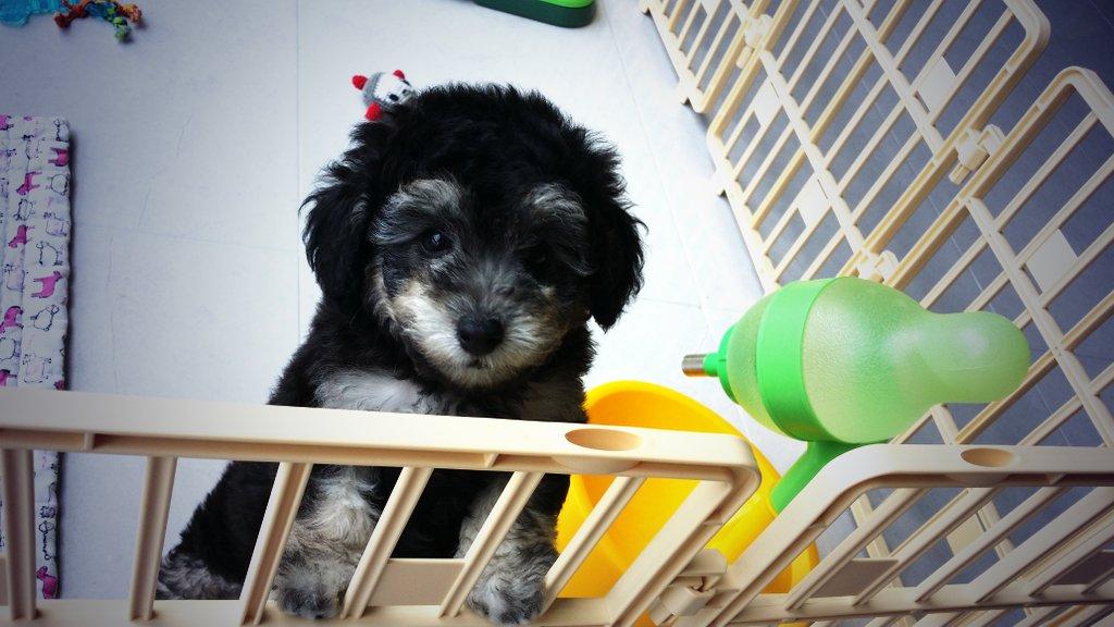 埋め込み画像への固定リンク