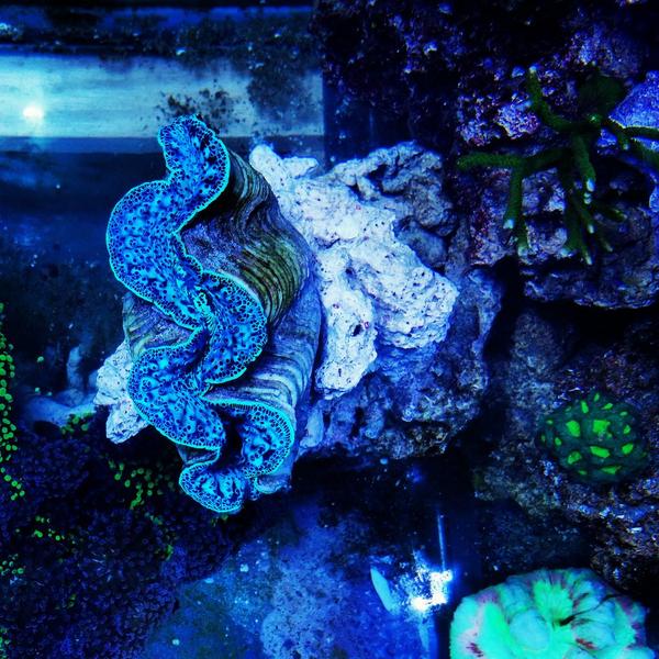 WSA_ReefZone's tweet photo. Top view of our new Maxima clam! http://t.co/nzEiKMd0N6