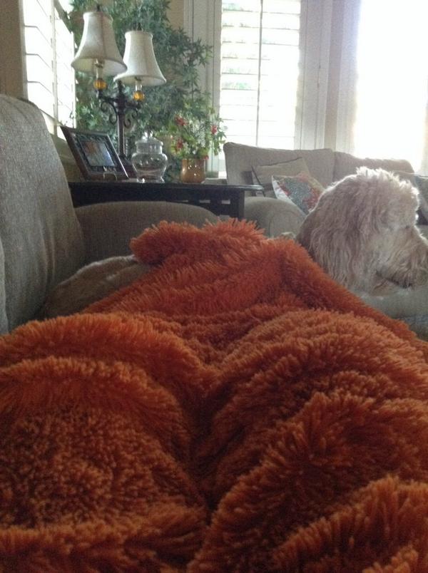 Ra2011Rachel's tweet image. Little early but it is sooooooooo soft!!!!!!!!!!!!!!!!!!!!!!!!!!!!!(and my dog likes it!)😜😃
