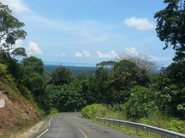 Birding in Panamá (@birdingj) on Twitter photo 