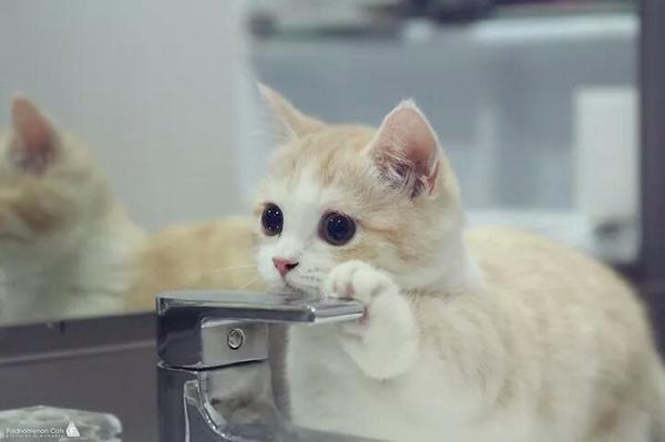 jayllilex's tweet photo. โง่ยยยยย เอ็ดเวิร์ดดด นี่เป็นแมวเหรอออออ โง่ยยยยยยย http://t.co/ft1579WygW