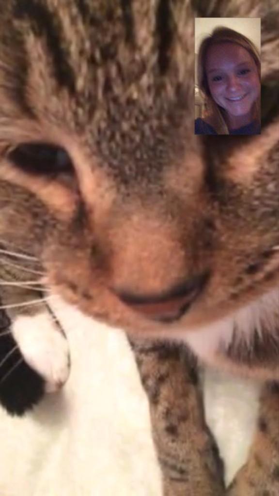 CatMan_Charlie's tweet photo. I timed my face with @C_Plunkie last evening. #technolocat #iMeow http://t.co/9P0aPvFOFS