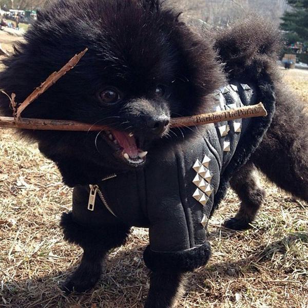 minipupnyc's tweet photo. So #Kimye. X, MP #fallfashionseries #blackonblack #pfw #leather #chic @barkleythepom 👈 #... http://t.co/oYVuvfN1fy http://t.co/ZVfQkuoaJB