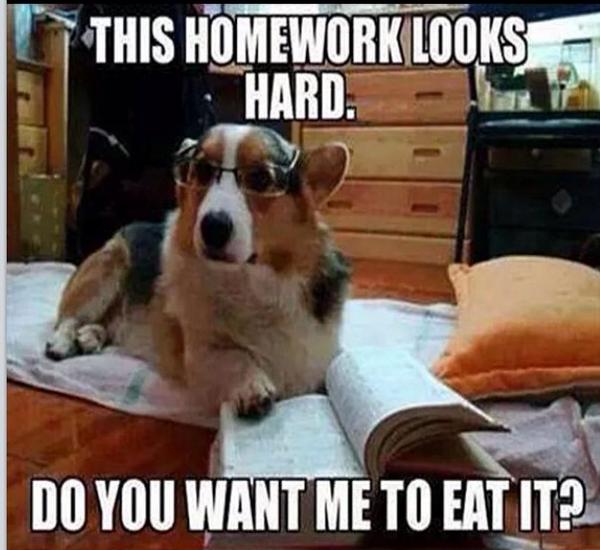 alexirob's tweet image. I need to own and find this dog!! #homeworkproblems