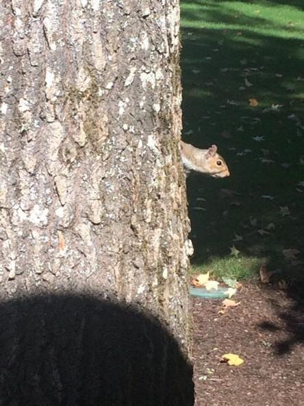 L_Squirrels's tweet photo. To the window👈 to the wall 👉 http://t.co/r3FPmbGOjX