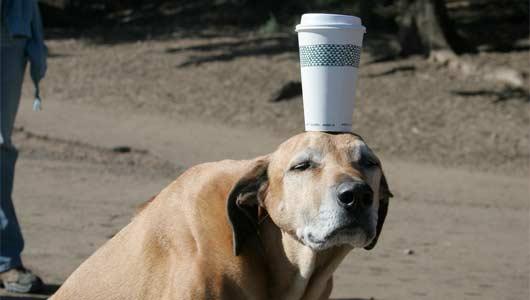 VillageDogPack's tweet photo. Happy #NationalCoffeeDay ! http://t.co/EQz3HnN6Sp
