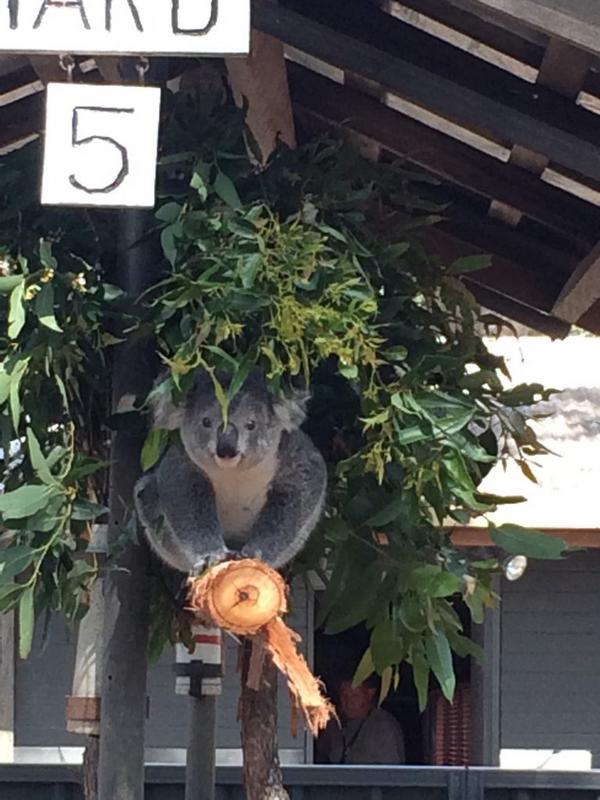 DanniGNT's tweet photo. At the world's only Koala Hospital @KoalaHosp @AnimalNetwork19 @Animal_Watch http://t.co/jnA02aAeVD