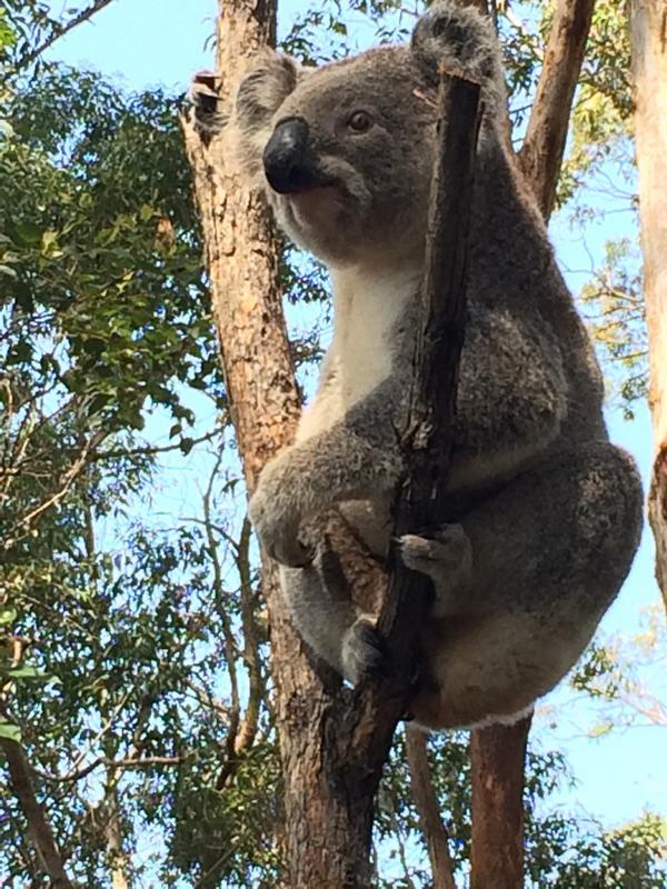 DanniGNT's tweet photo. At the world's only Koala Hospital @KoalaHosp @AnimalNetwork19 @Animal_Watch http://t.co/jnA02aAeVD