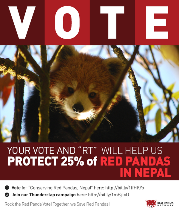 RedPandaNetwork's tweet photo. Join our Thunderclap and help Rock the Red Panda Vote: http://t.co/M87yXwtvHW #animals #love http://t.co/LBsQsauSV1