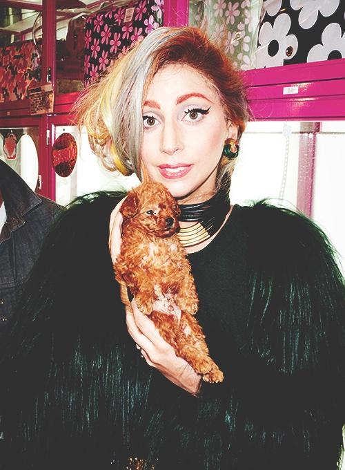 BextorMinogue's tweet photo. OMG BABY FOZZI BEAR💖 IM SCREAMING, Hold on ima let you finish but IMA NeED FOZZI tO MAKE a CoMEBAcK #LadyGaga #FOZZI http://t.co/tuGryU5xAD
