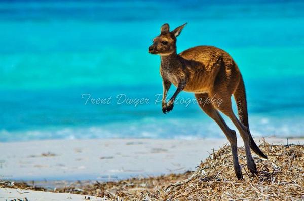 TDPhotography6's tweet photo. Meeting the locals at Lucky Bay, Western Australia @GuardianTravel @BBCTravelShow @TelegraphTravel @WestAustralia http://t.co/ov3uCQy8cP