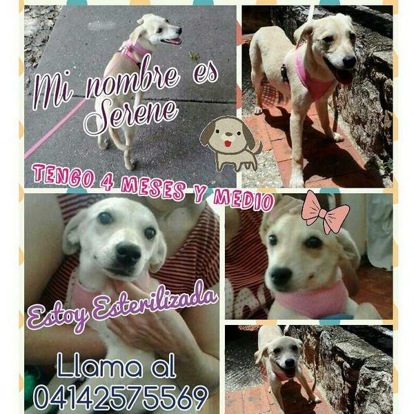 SalvandoPatitas's tweet photo. Esta cachorra de 4 meses y medio ha sido muy maltratada le quieres dar un hogar y amor? 04142575569 http://t.co/Bk8CxQqHY3 /