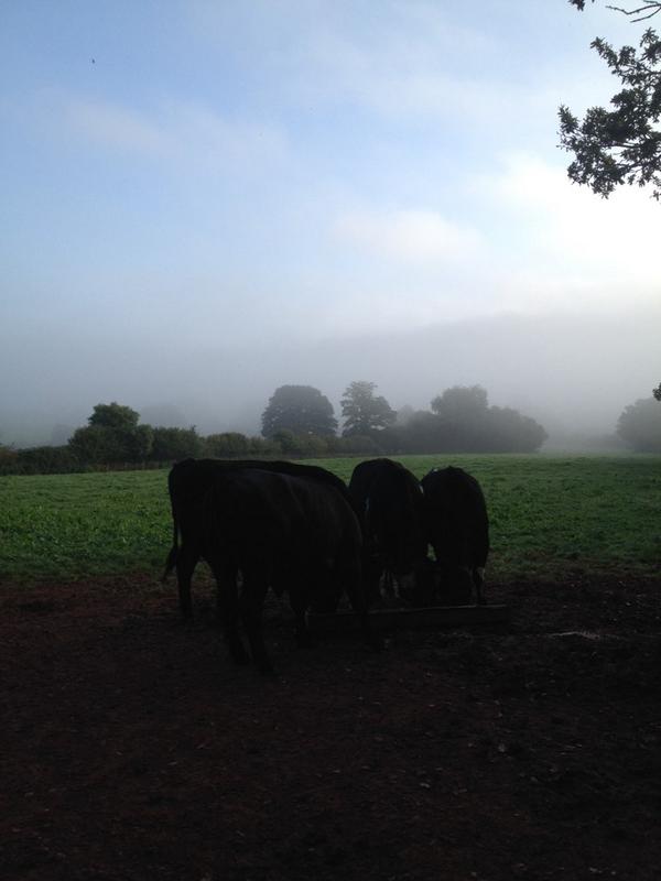 KBOrganicGoat's tweet photo. Thick fog this morning but the sun is doing it's best to get through. http://t.co/FaiQK5XbD2