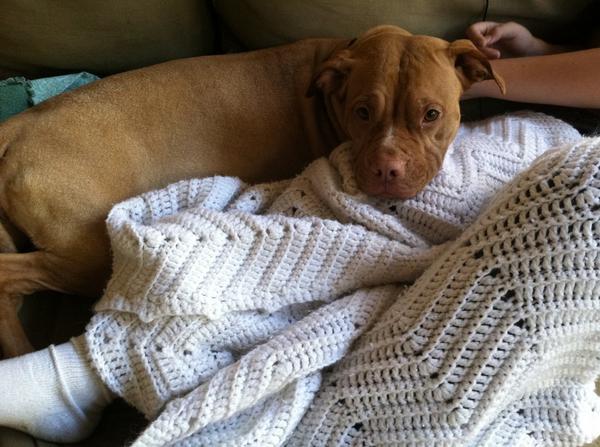 Miss cuddle-bug, wrinkle-face Kira is currently looking for a home! #squishyface #adopt