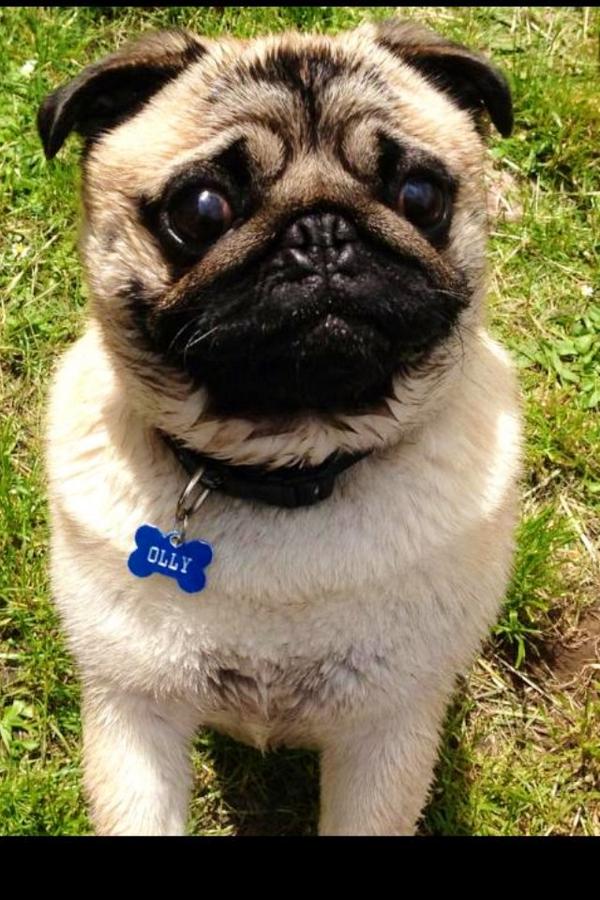 craig_buck1987's tweet photo. @TheSandK steve this is my pug, advice is make sure you get pet insurance as they can get costly!!! http://t.co/mypVQkGqug