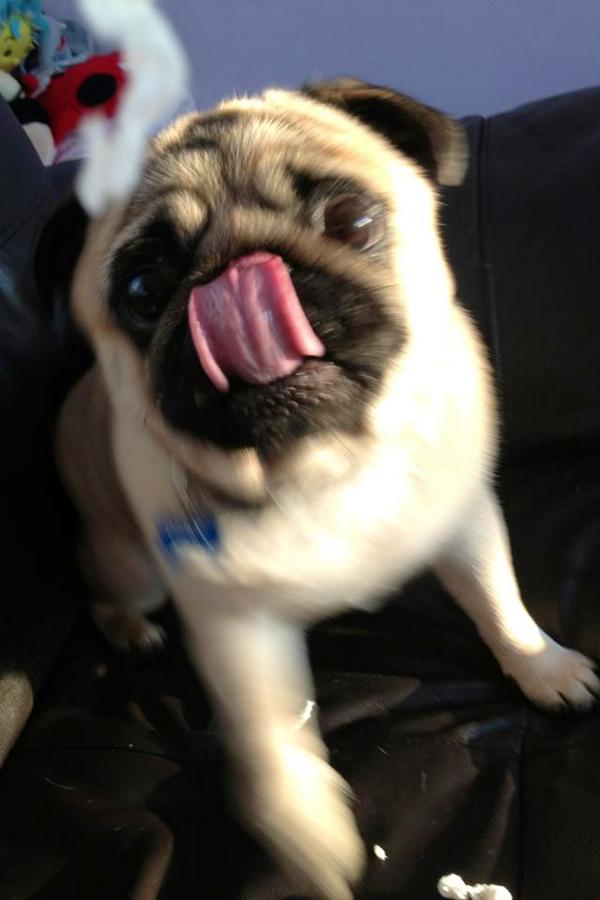 craig_buck1987's tweet photo. @TheSandK steve this is my pug, advice is make sure you get pet insurance as they can get costly!!! http://t.co/mypVQkGqug