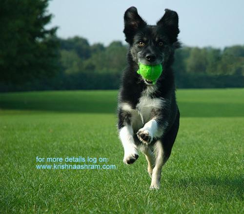 Krishnashram's tweet photo. Heaven goes by favor. If it went by merit, you would stay out and your dog would go in. http://t.co/tu206wA3uX