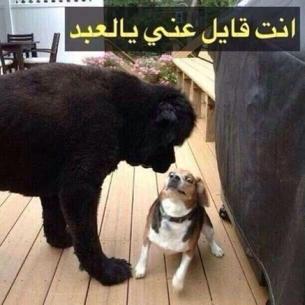 omani0909's tweet photo. 😹😹😹😹😹 http://t.co/lMeZiI26O3