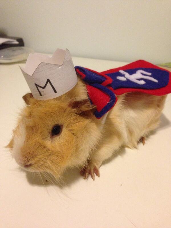 OldSchoolRS's tweet photo. Mornin'!

Lord Tubbington's ready for some Agility training today - how about you?

#OldSchool http://t.co/DFq4jZaMGn
