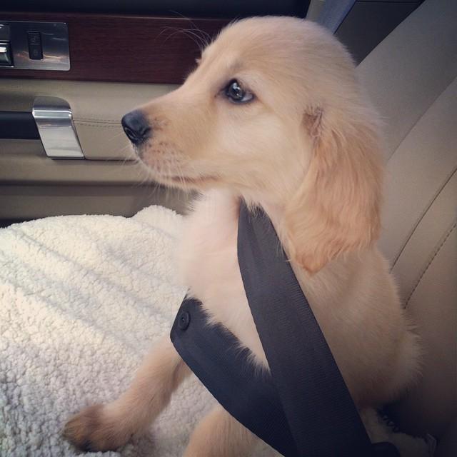 埋め込み画像への固定リンク