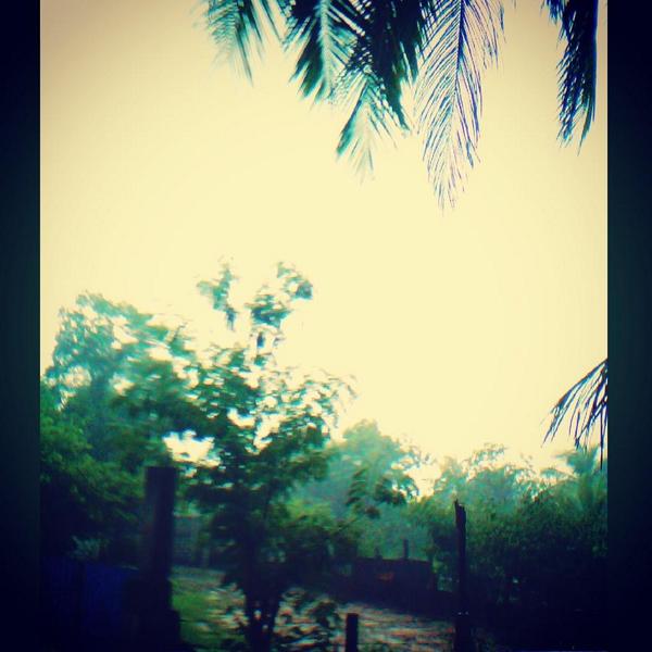 iammadu06's tweet image. It's raining here in my place...
Captured this at back side of ma home...
#photography
#rainingOutside 
#lka