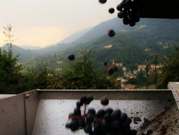 ContraSoarda's tweet photo. The grapes after the selection go directly to the production room thanks to the gravity force. #innovation #harvest14 http://t.co/T8T4yljY9O