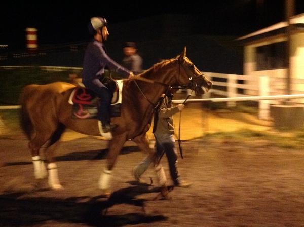 AHughesMedia's tweet image. Happy Dan and Damien coming off the training track. #WiseDan