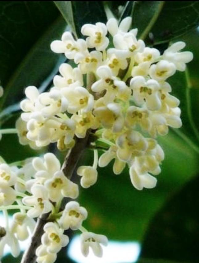 らびゅ マスク着用 白が銀木犀オレンジが金木犀 普通モクセイと言うと銀木犀を指す らしい 金木犀は銀木犀の変種 銀木犀の香りはほのかで風に漂って香ることはないらしい そして何より空気の綺麗なところでないと花が咲かない ググッたよん Http