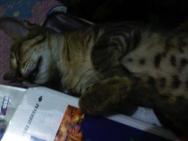 BWirayud's tweet photo. Kucing saja bisa sholat kenapa semua pada gak sholat http://t.co/BhkWEEqwPq