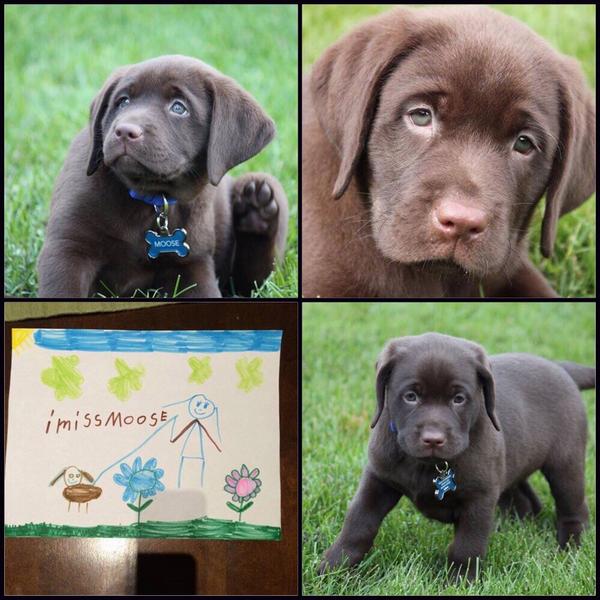 sjennings83's tweet photo. Moose is still missing. Thanks to business & personal donations an $800+ cash reward is offered #findmoose #MiltonON http://t.co/tnfFGlg84x
