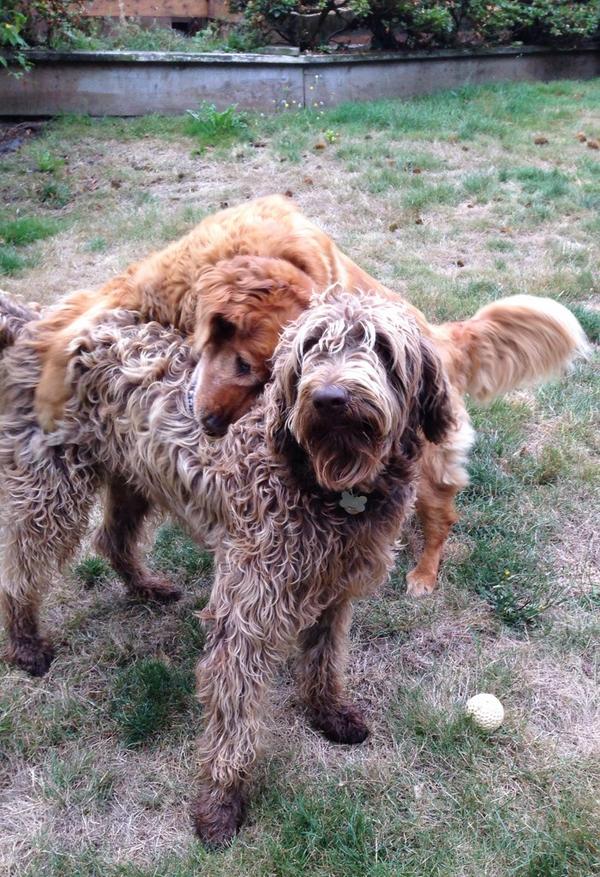 Runthosedogs's tweet image. Happy hugs!!
#dogsarefamily #dogrunner #happydogs #lovemyjob #businessowner #runthosedogs