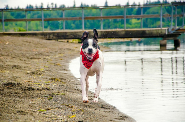 Runthosedogs's tweet image. Please join me on Facebook @ facebook.com/pages/runthose…