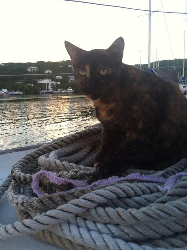 VICharters's tweet image. Let's go sailing!