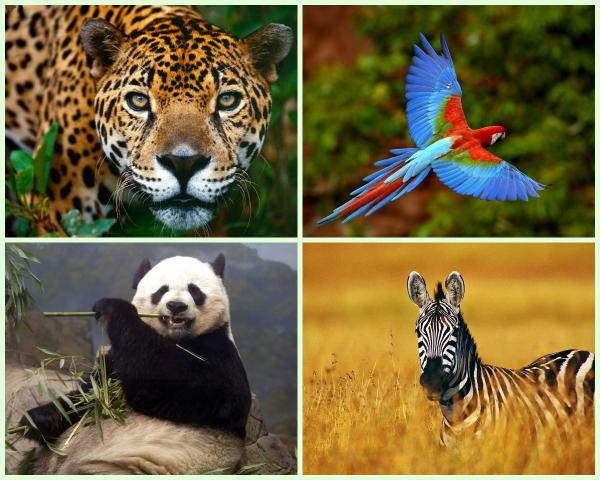 teleSURtv's tweet photo. #SabíasQue la mitad de la fauna salvaje del planeta ha desaparecido en los últimos 40 años >>>http://t.co/DP7CaYsZ5o http://t.co/KLTHelRERv