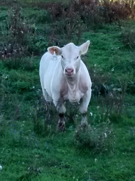 valleyviewchars's tweet image. the look of confusion between following the sound of the grain bucket or following the herd #cowproblems #charolais