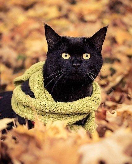 dievietelv's tweet photo. Rudens- tas ir laiks skumt? Nē, rudens ir laiks, kad jāsāk nēsāt šalle....  #esmudieviete http://t.co/Xyn5R87SYE