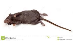 DubiousMeanings's tweet photo. Hey @realDonaldTrump your hair looks just like my pet Roland. RT? http://t.co/HV51kHctPJ