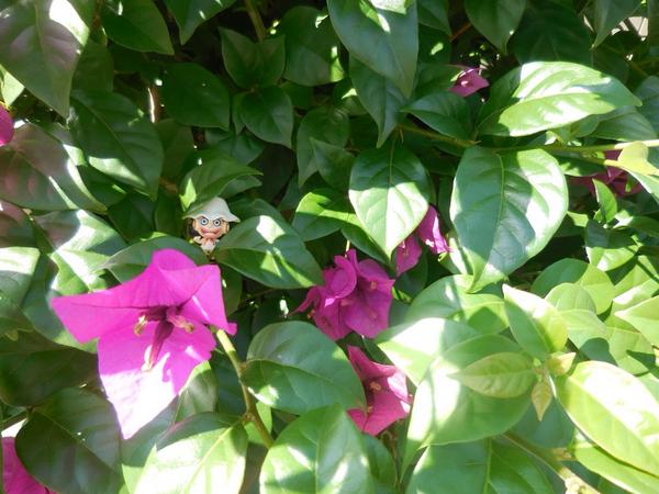 こまき Pa Twitter ブーゲンビリア ピンクの部分は葉の一部で 中の筒が花本体 筒3つが集まってひとつの花 に見えているそうでややこしいな その昔うる やつらに噂をまき散らすリューゲンビリアって花が出てきまして そっちを思い出しちゃいます ハナの花図鑑