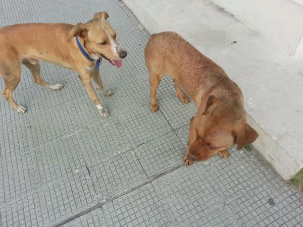 KrinaAlejandra's tweet photo. Esta perrita esta en celo en lps proceres esta maltratada @MestizosdeVzla @sosanimalvzla http://t.co/9UuY62j00o