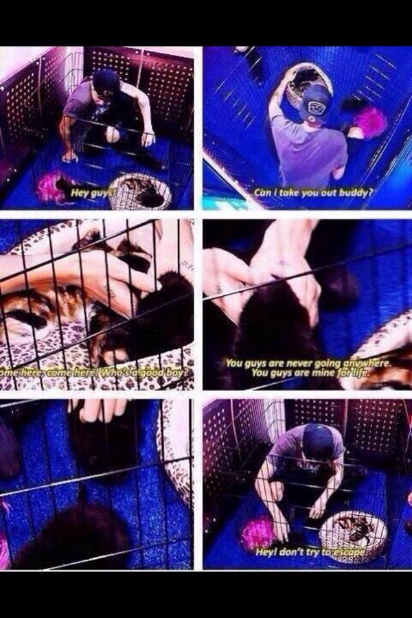 Geewizitsliz's tweet image. But calum with the kittens