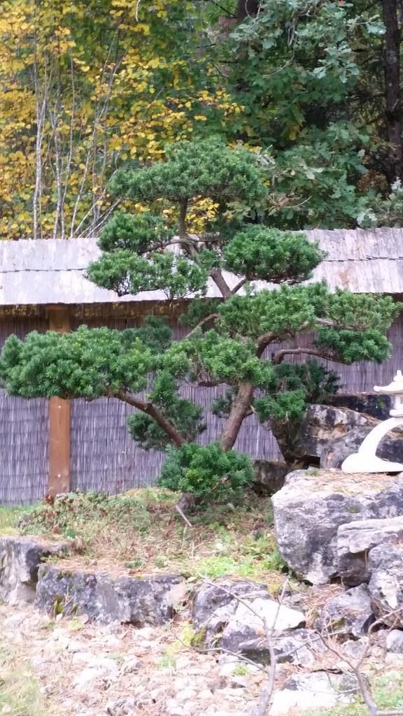 chamaecyparis obtusa bonsai Chamaecyparis obtusa 'Hinoki'