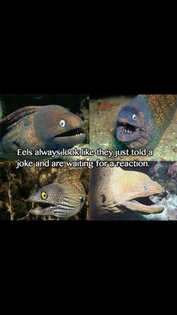 Blinert18's tweet photo. If you need a good laugh on this rainy day #aubioverts http://t.co/BJv9WYFAiO