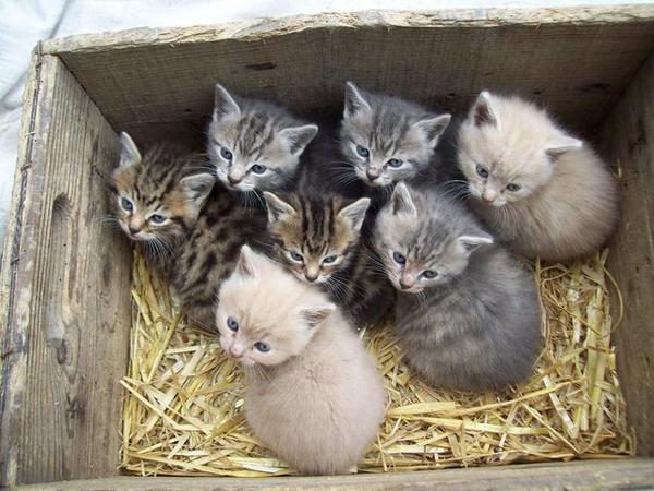 LRowleyx's tweet photo. The new member of the household 'Dash' (The tabby in the middle) Cannot wait to bring her home on Friday!#tooexicted http://t.co/GfcsefohMm